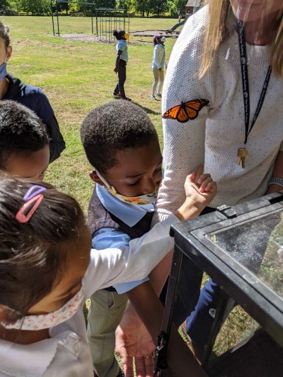 Releasing a male monarch on a beautiful, sunny day.