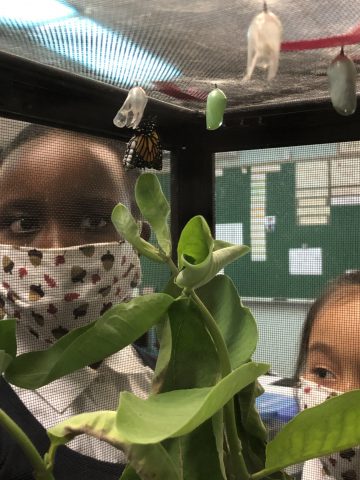 Watching a monarch emerge from its chrysalis.