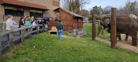 Students interact with a keeper at the elephant enclosure.